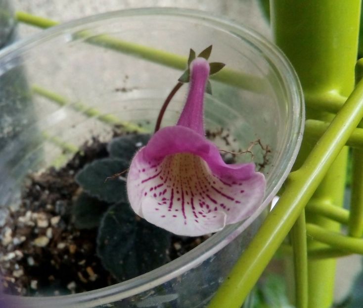  - Mini Sinningia 2017