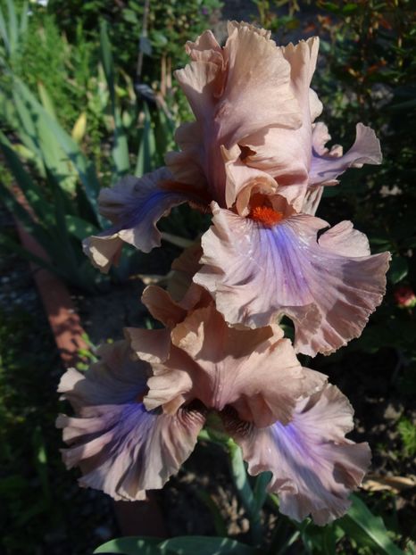 Cofee Trader - Irisi