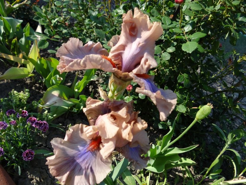 Cofee Trader - Irisi