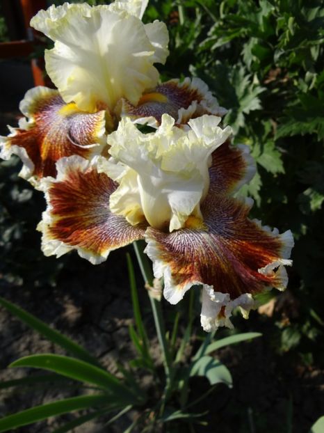 Owehee Desert - Irisi