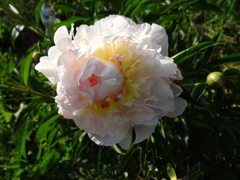 Raspberry Sundae - Bujori