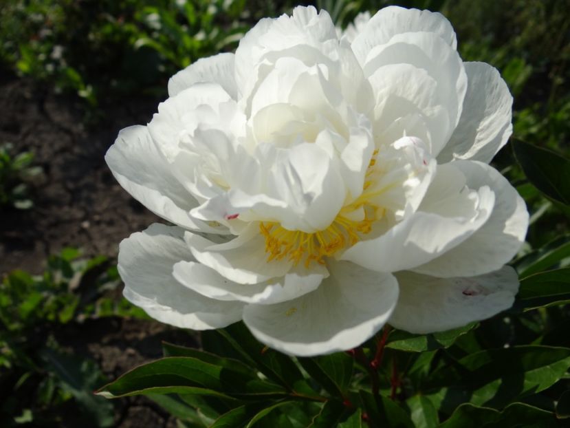 floare Gardenia - Bujori
