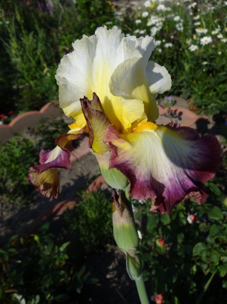 Starship E - Bye-Bye Primavara