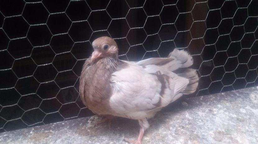  - Zburator Dungat Romanesc 2017