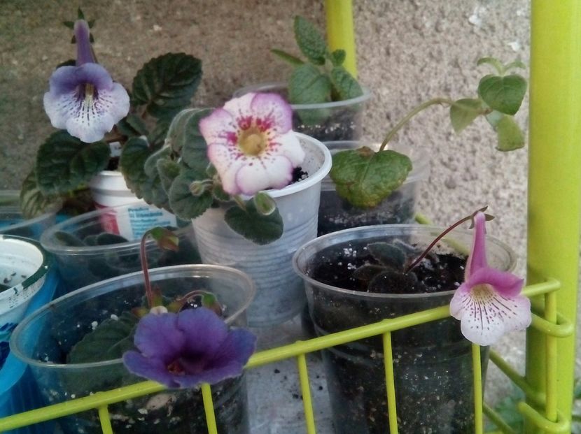  - Mini Sinningia 2017