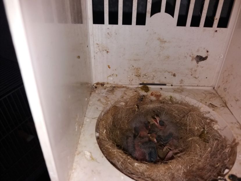  - pui hibrizi petrusi si sticlete 2017