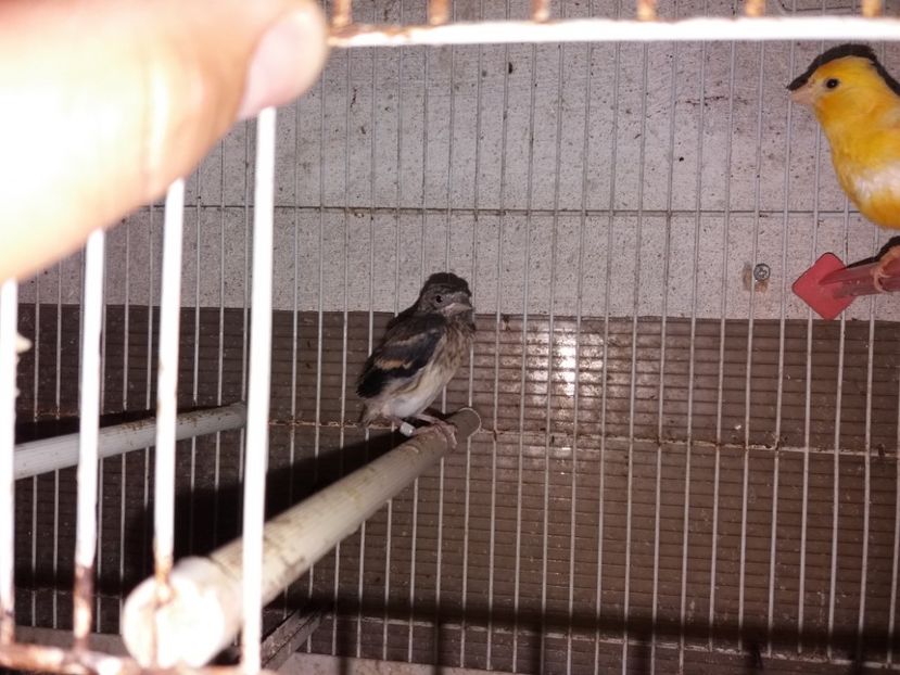  - pui hibrizi petrusi si sticlete 2017