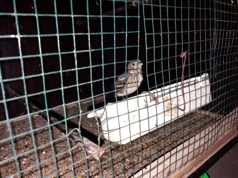  - pui hibrizi petrusi si sticlete 2017