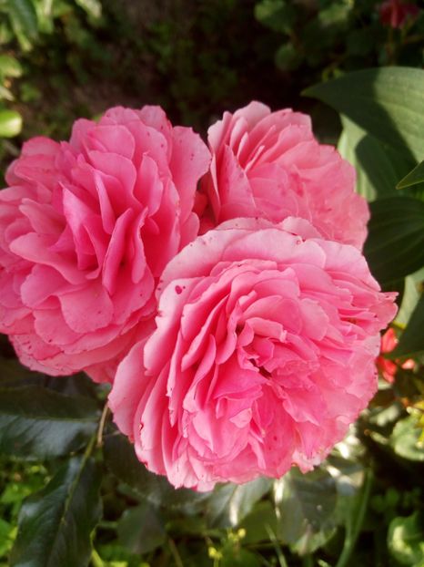 F 1- ziua 7 - Floribunda somon - No name