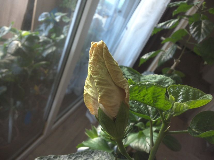 WIN_20170601_080439 - Tahitian Purple Passion