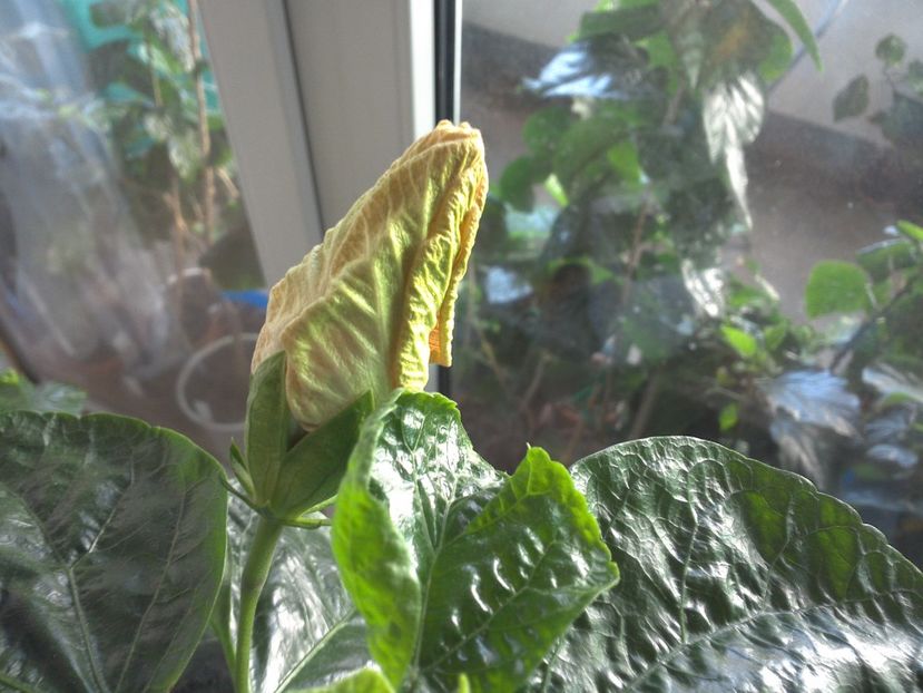 WIN_20170601_080449 - Tahitian Purple Passion