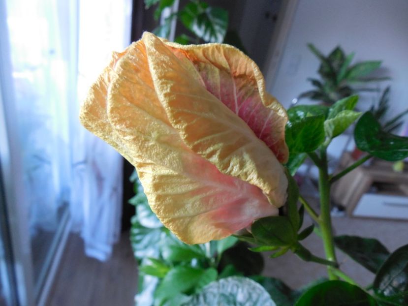  - Tahitian Purple Passion