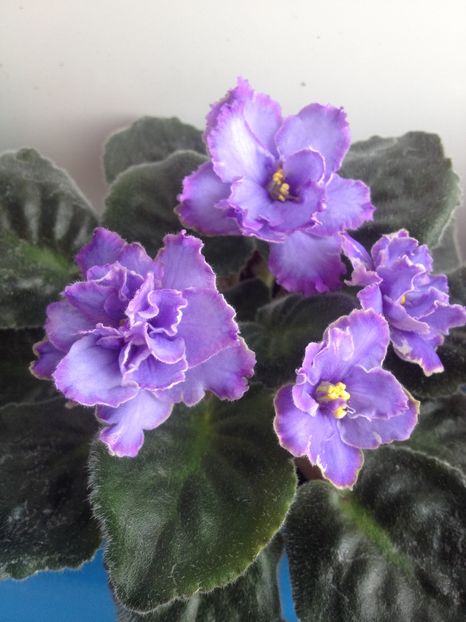 image - violete
