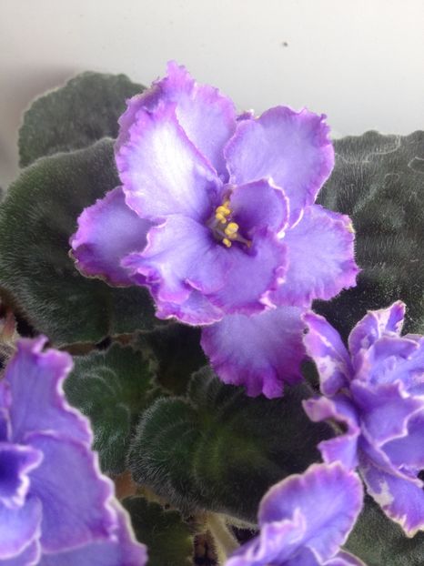 image - violete