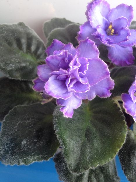 image - violete