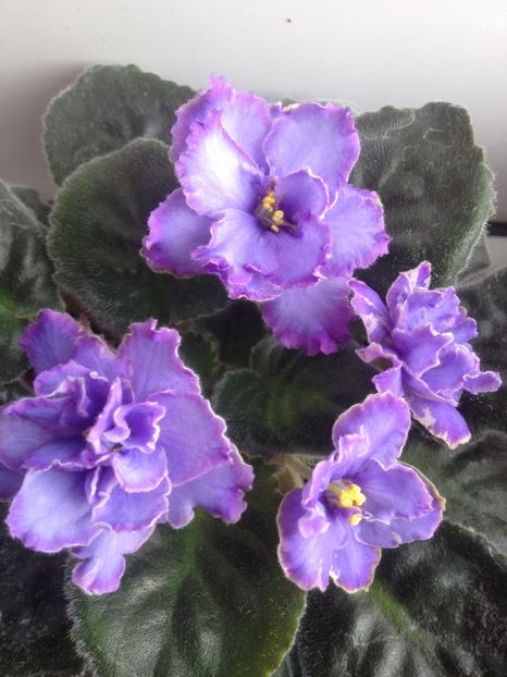 image - violete