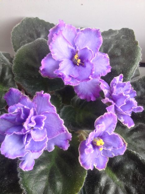 image - violete