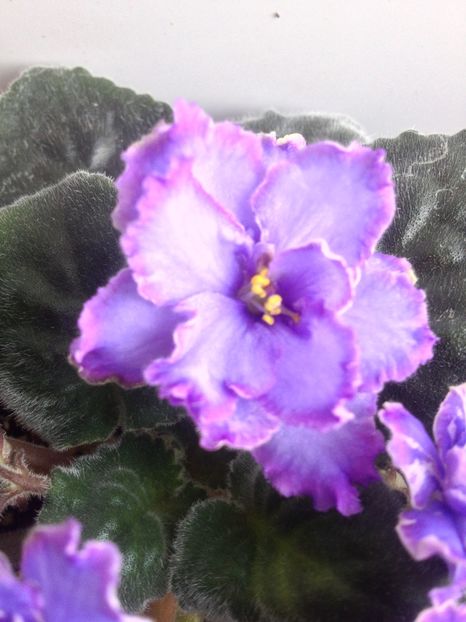 image - violete