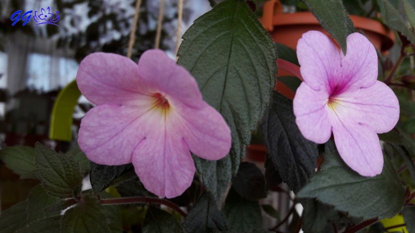 2017 - Peach Blossom