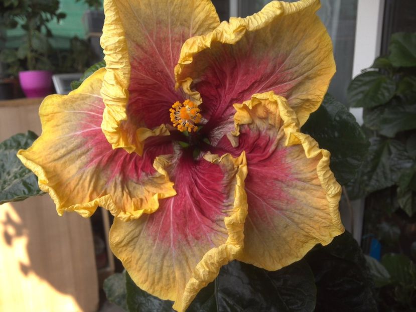 WIN_20170602_094046 - Tahitian Purple Passion