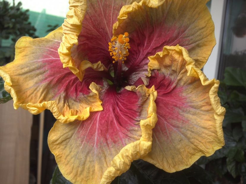 WIN_20170602_094102 - Tahitian Purple Passion