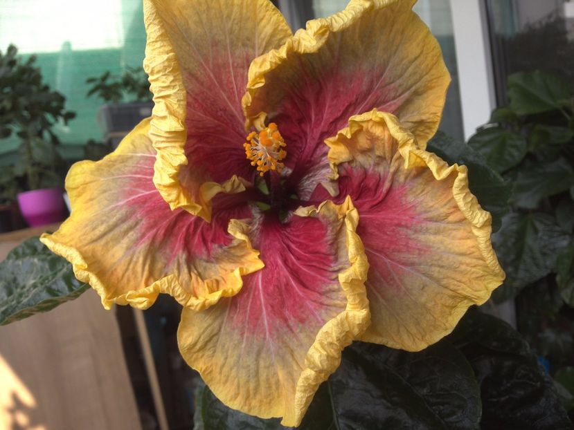 WIN_20170602_094108 - Tahitian Purple Passion