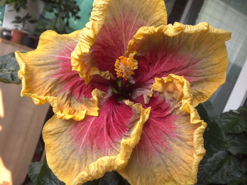 WIN_20170602_094116 - Tahitian Purple Passion