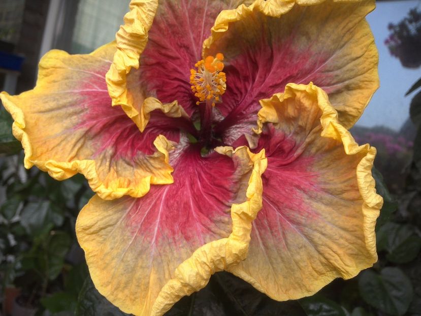 WIN_20170602_094149 - Tahitian Purple Passion