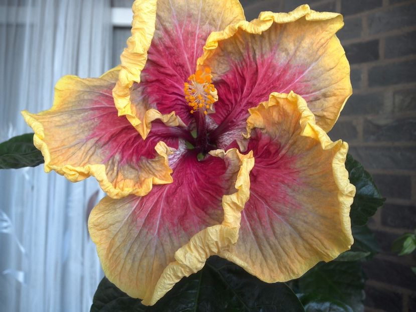 WIN_20170602_094303 - Tahitian Purple Passion