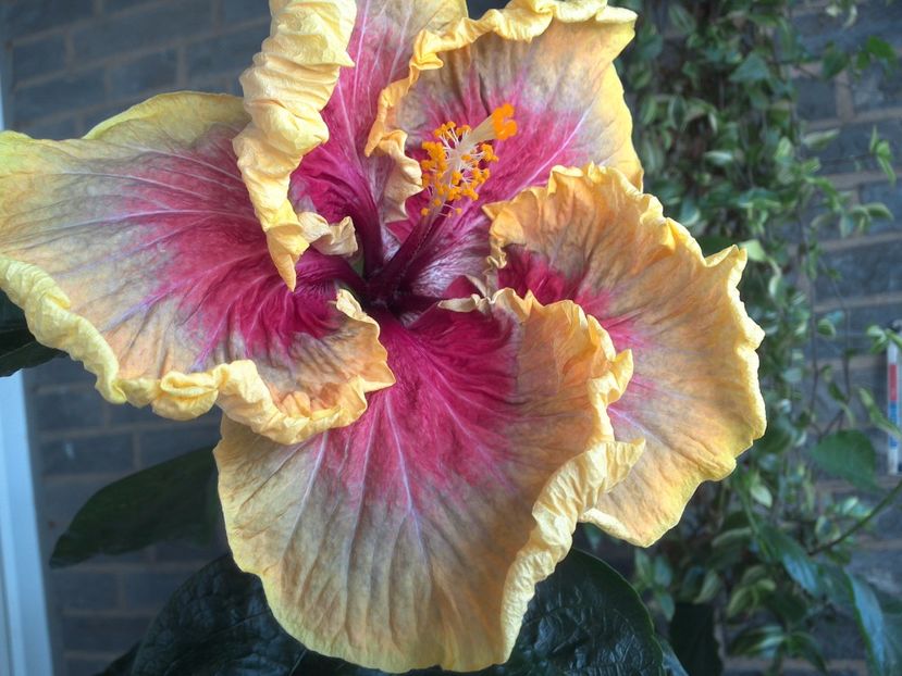 WIN_20170602_094310 - Tahitian Purple Passion