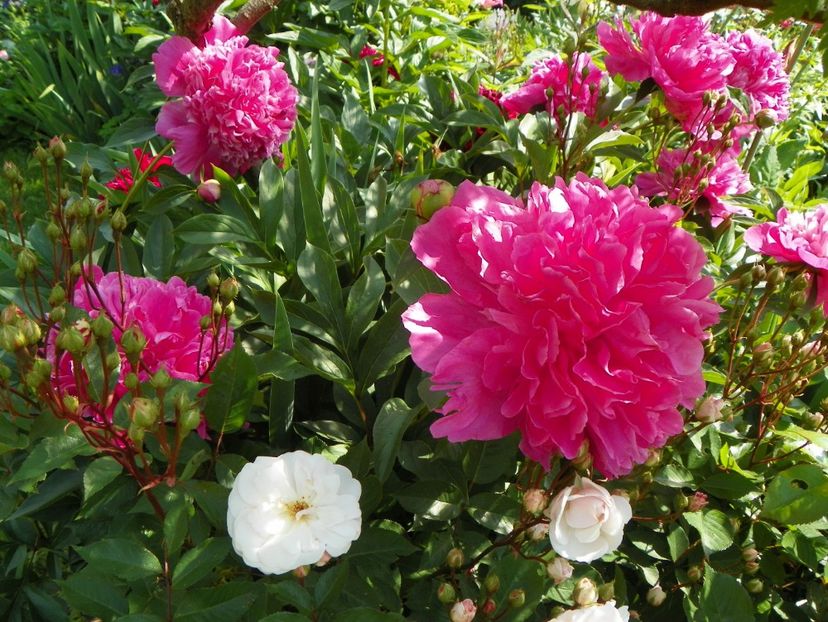 Edulis Superba - Bujori 2017