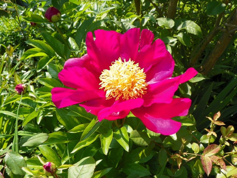 Kojiki? - Bujori 2017