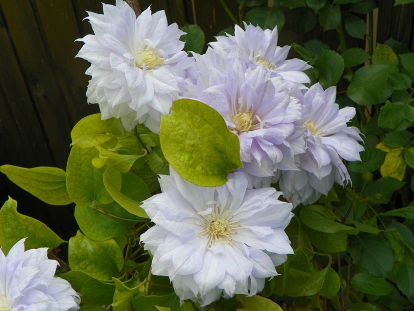 Belle of Woking - Clematite 2017