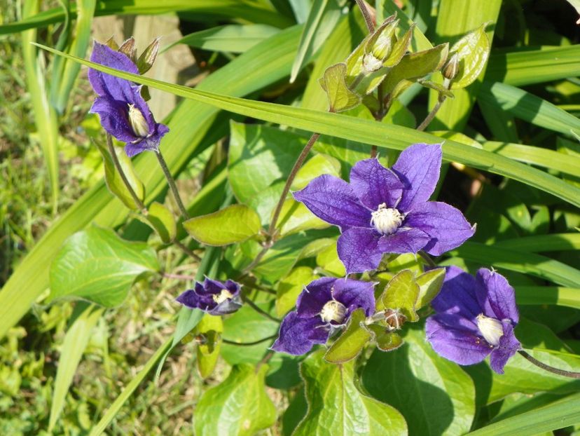 Arabella - Clematite 2017