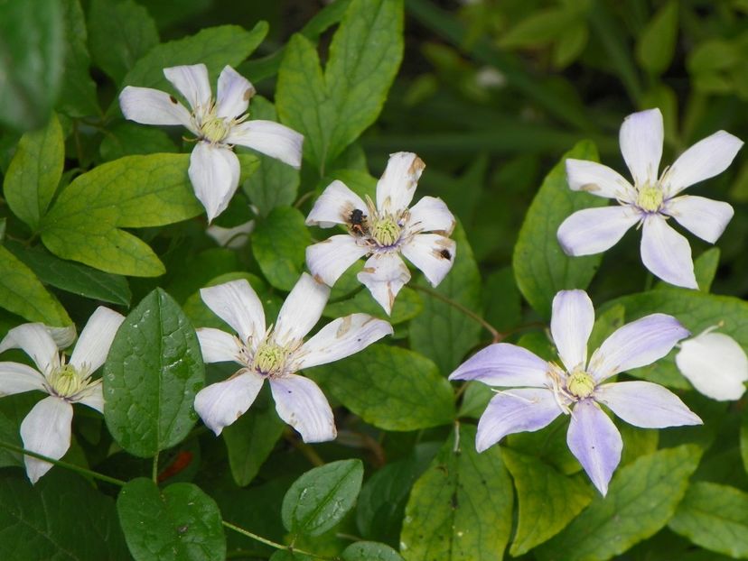 Scented Clem - Clematite 2017