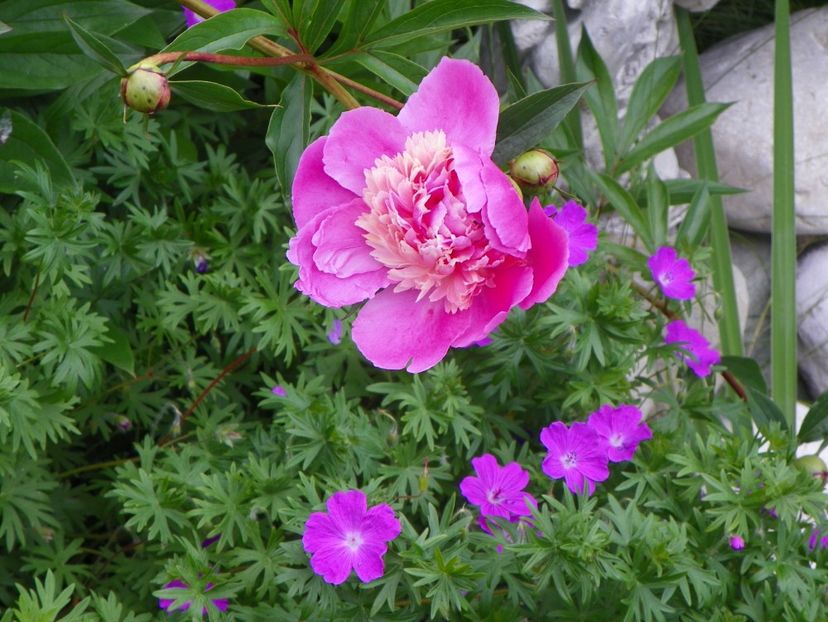 Mme. Furtado - Bujori 2017