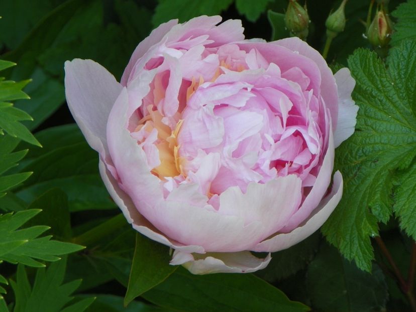 Pillow Talk - Bujori 2017