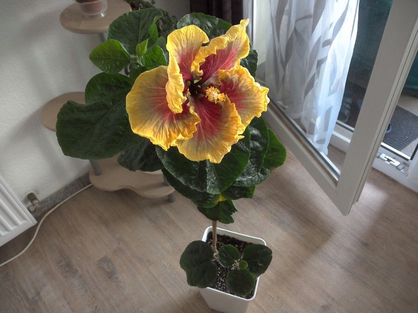 WIN_20170602_100319 - Tahitian Purple Passion