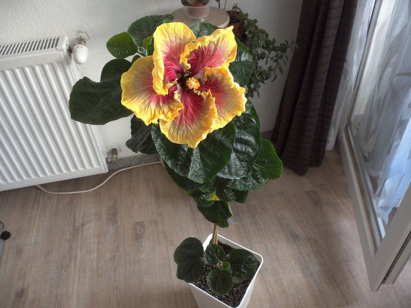 WIN_20170602_100348 - Tahitian Purple Passion