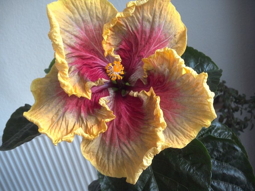 WIN_20170602_100431 - Tahitian Purple Passion