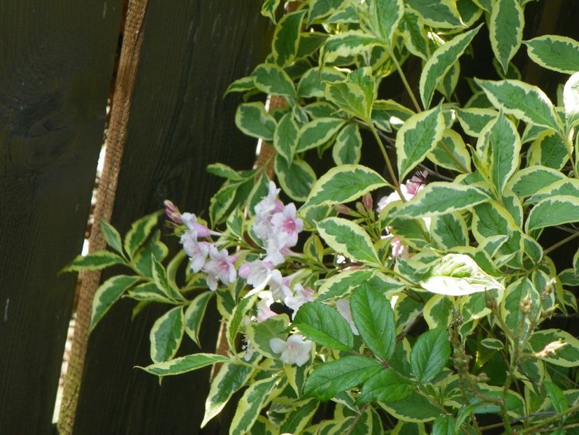 weigela variegata - Copacei si arbusti 2017