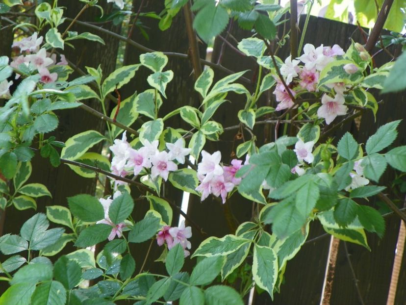 weigela variegata - Copacei si arbusti 2017