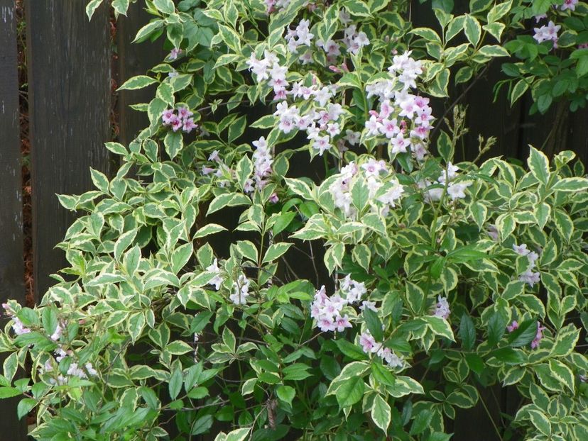 weigela variegata - Copacei si arbusti 2017