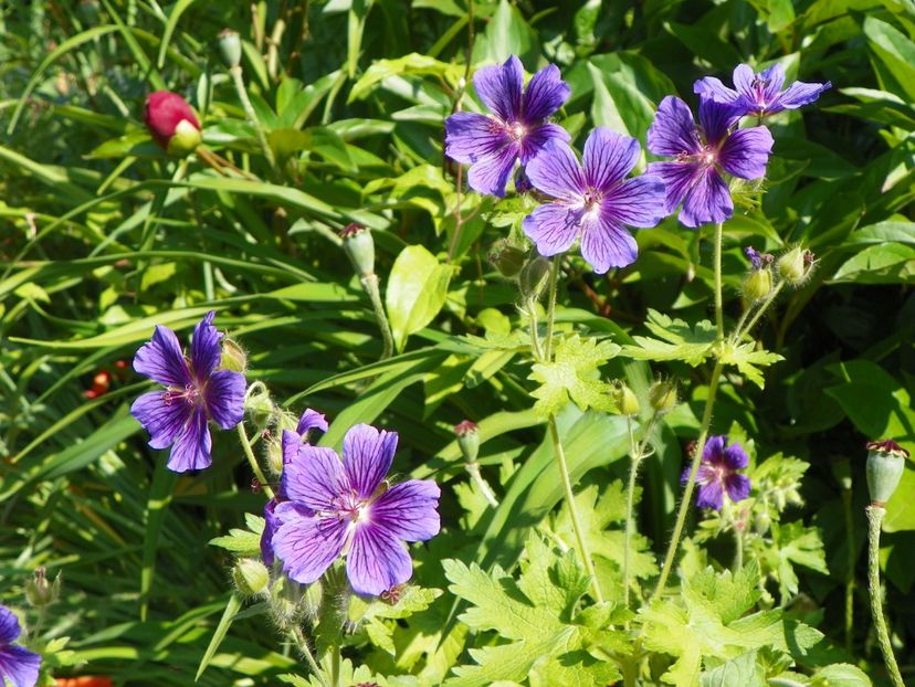 1 iun (95) - Geranium 2017