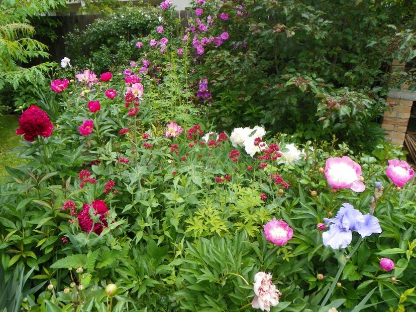 1 iun (133) - Gradina 2017