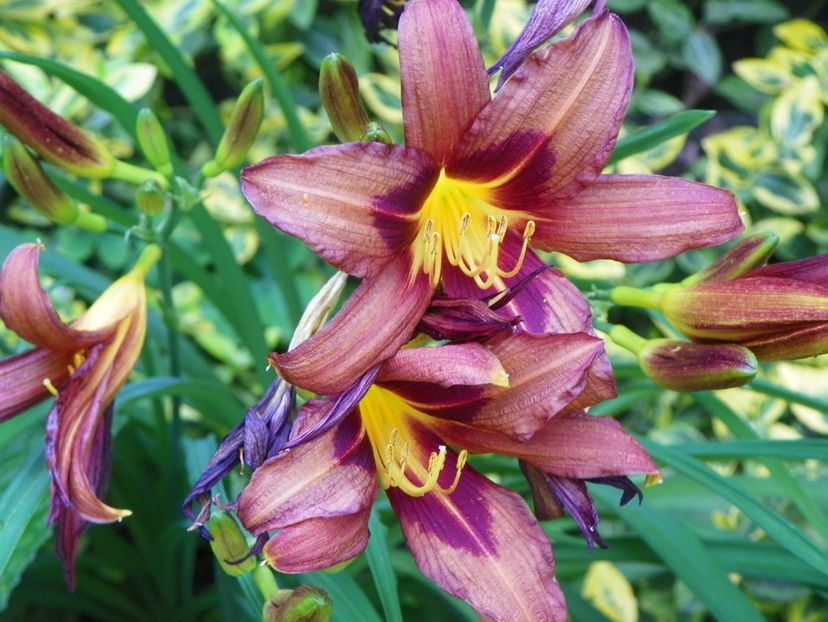 Brunette - Hemerocallis 2017