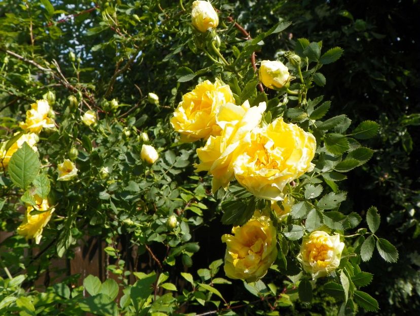 Persian Yellow - Trandafiri 2017-1