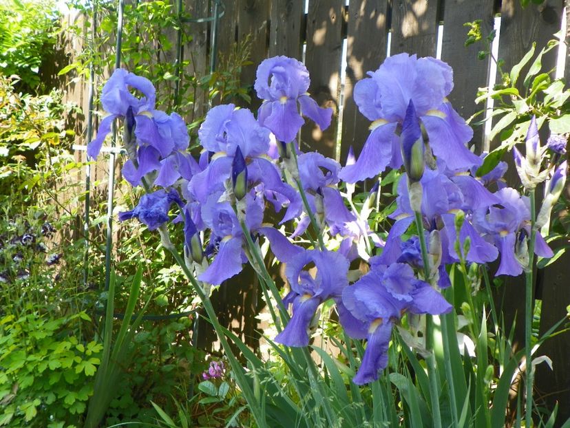 iris pallida - Irisi 2017