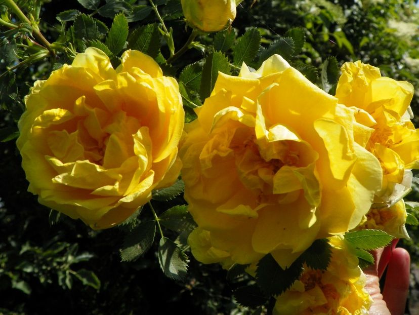 Persian Yellow - Trandafiri 2017-1