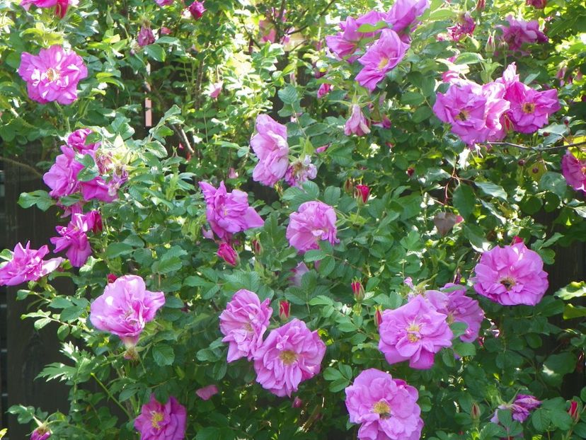 Belle Poitevine - Trandafiri 2017-1